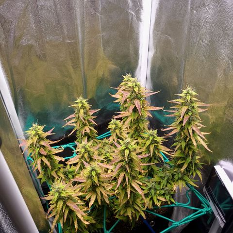 Watermelon auto 2/3 growlog timeline photo