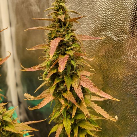 Watermelon auto 2/3 growlog timeline photo