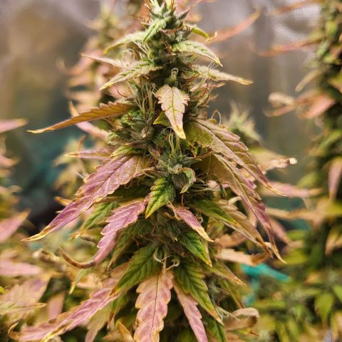 Watermelon auto 2/3 growlog timeline photo