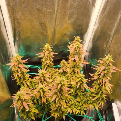 Watermelon auto 2/3 growlog timeline photo