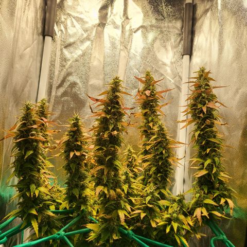 Watermelon auto 2/3 growlog timeline photo
