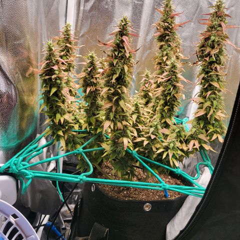 Watermelon auto 2/3 growlog timeline photo