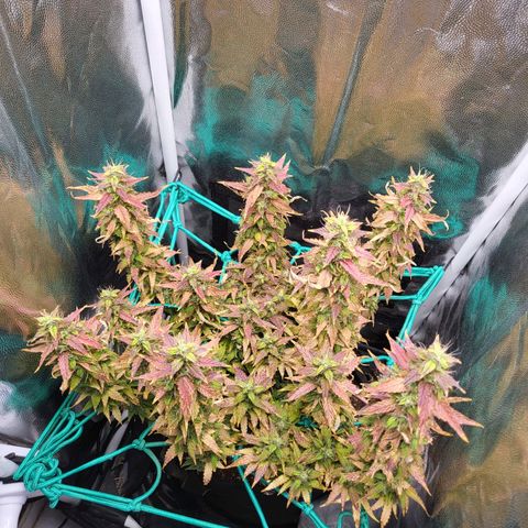 Watermelon auto 2/3 growlog timeline photo