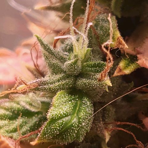 Watermelon auto 2/3 growlog timeline photo