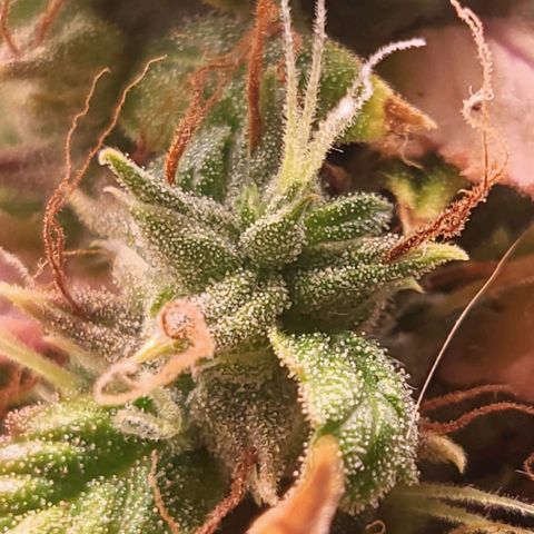Watermelon auto 2/3 growlog timeline photo