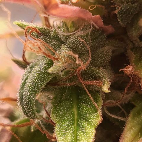 Watermelon auto 2/3 growlog timeline photo