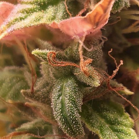 Watermelon auto 2/3 growlog timeline photo