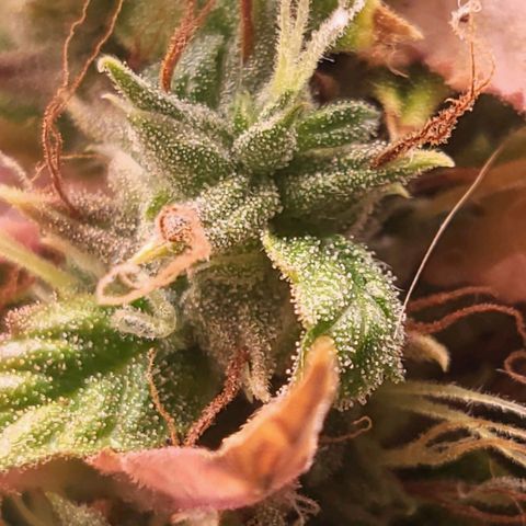 Watermelon auto 2/3 growlog timeline photo