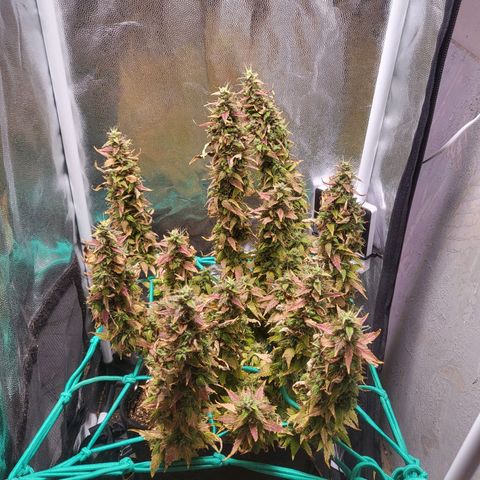 Watermelon auto 2/3 growlog timeline photo
