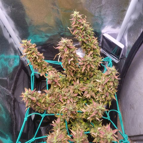 Watermelon auto 2/3 growlog timeline photo
