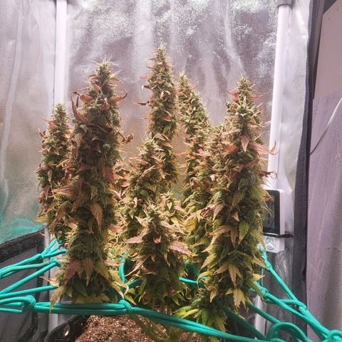 Watermelon auto 2/3 growlog timeline photo