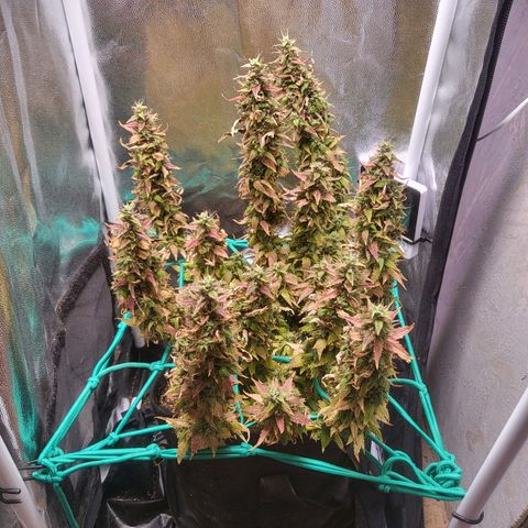 Watermelon auto 2/3 growlog timeline photo