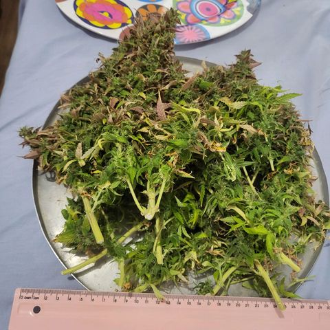 Watermelon auto 2/3 growlog timeline photo