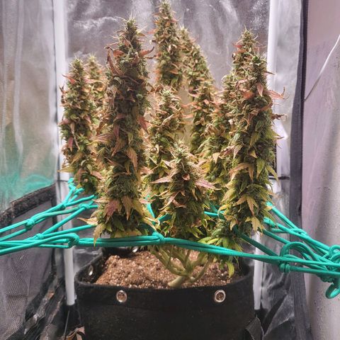 Watermelon auto 2/3 growlog timeline photo