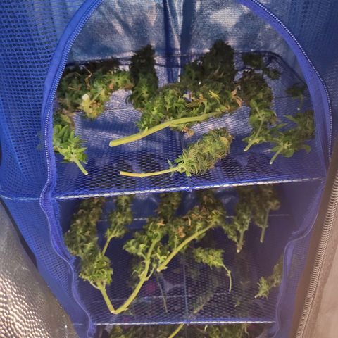 Watermelon auto 2/3 growlog timeline photo