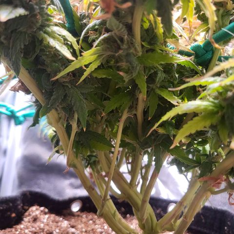 Watermelon auto 2/3 growlog timeline photo