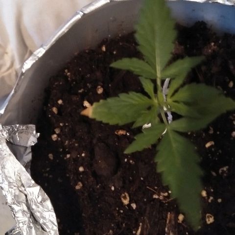 Auto Northern Lights growlog timeline photo