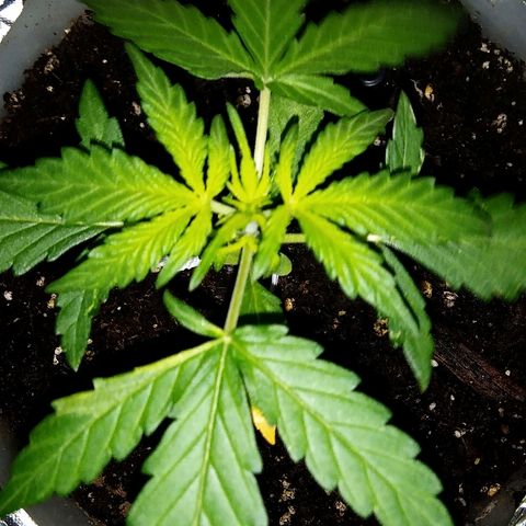 Auto Northern Lights growlog photo: 2 settimane e un giorno
