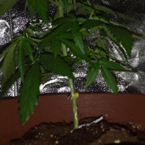 Auto Northern Lights growlog photo: Prefioritura