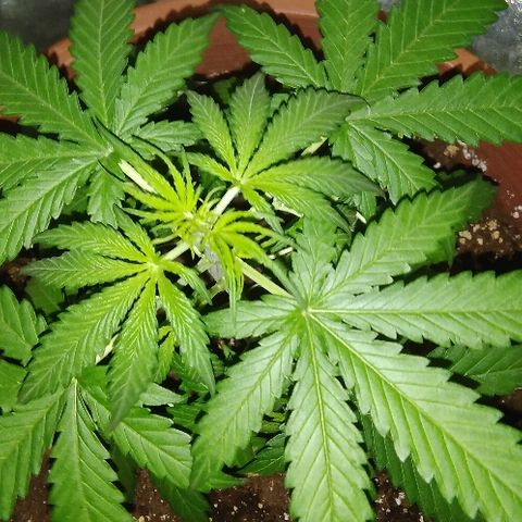 Auto Northern Lights growlog photo: Prefioritura
