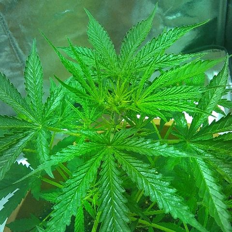 Auto Northern Lights growlog timeline photo