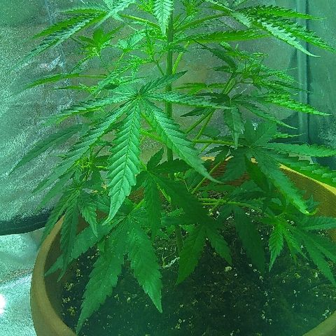 Auto Northern Lights growlog timeline photo
