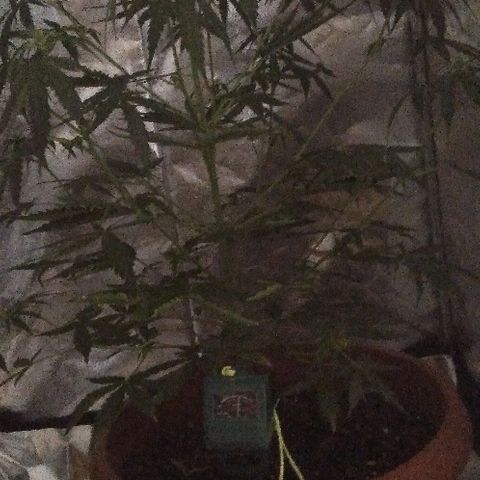 Auto Northern Lights growlog timeline photo