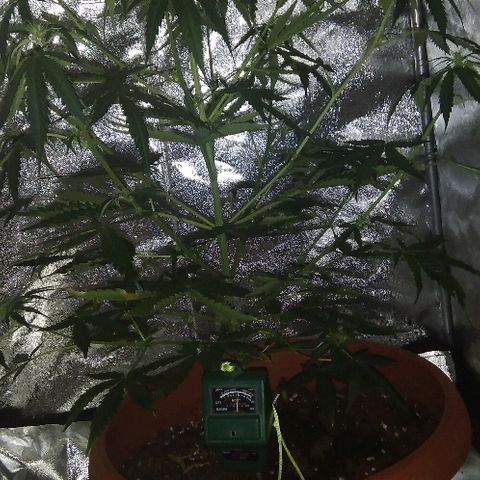 Auto Northern Lights growlog timeline photo
