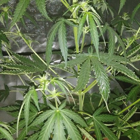 Auto Northern Lights growlog timeline photo