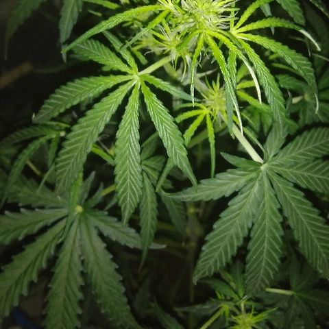 Auto Northern Lights growlog timeline photo