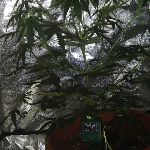 Auto Northern Lights growlog timeline photo