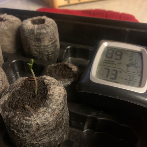 Strawberry Cough #1 growlog photo: Have added water once yesterday when humidity was 82% did not measure. 1/4 cup maybe 