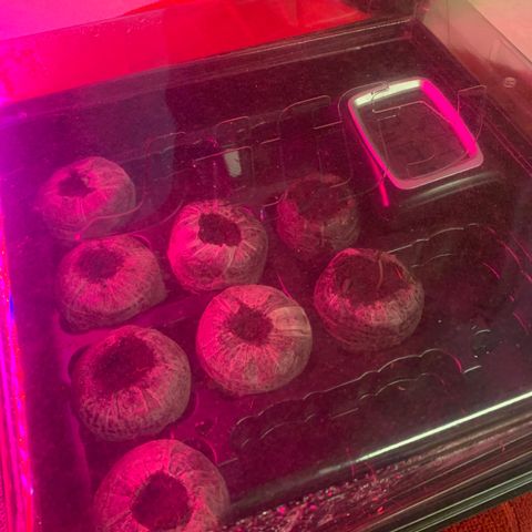Strawberry Cough #1 growlog photo: Cut pods in half. Ridiculous height. 