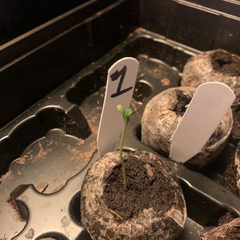 Strawberry Cough #1 growlog timeline photo