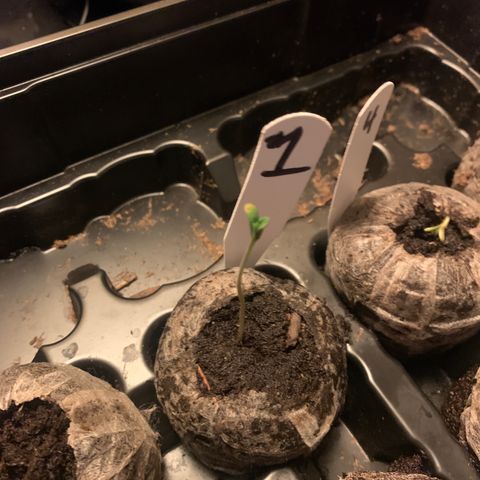 Strawberry Cough #1 growlog timeline photo