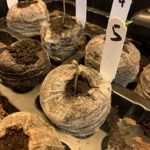 Strawberry cough #5 growlog timeline photo