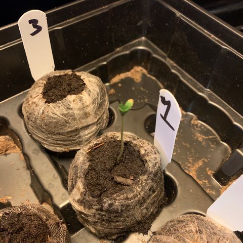 Strawberry Cough #1 growlog timeline photo