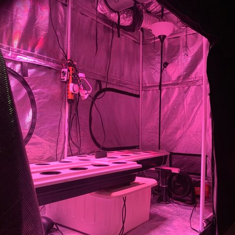 Strawberry cough #5 growlog photo: All set up. 