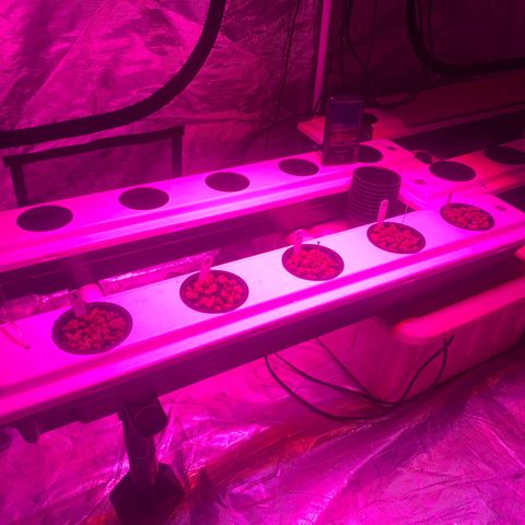 Strawberry cough #5 growlog photo: All moved to big tent. 
