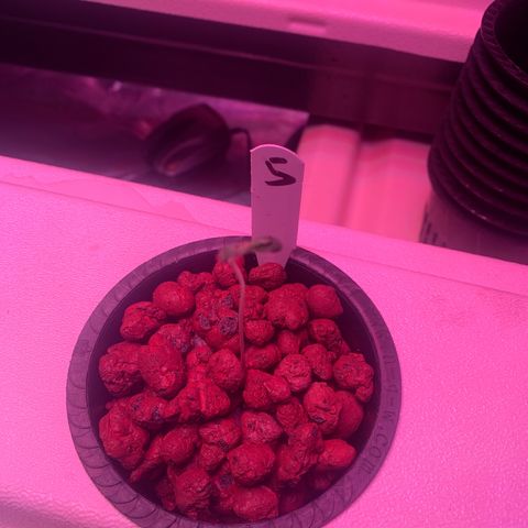 Strawberry cough #5 growlog timeline photo