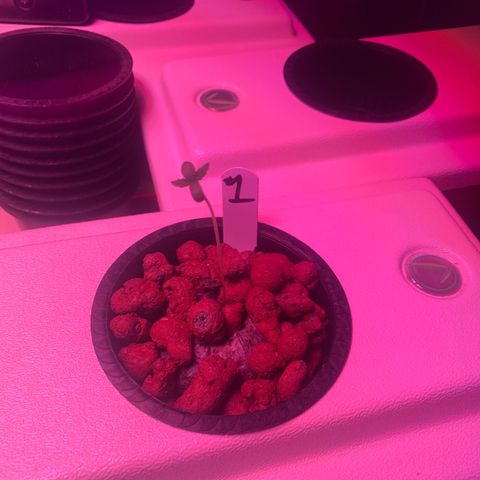 Strawberry Cough #1 growlog timeline photo