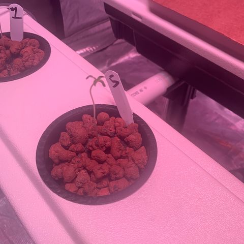 Strawberry cough #5 growlog timeline photo