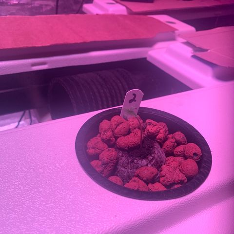 Strawberry Cough #2 growlog photo: Leans away from fan 