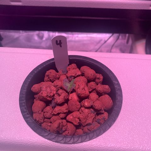 Strawberry cough #4 growlog timeline photo