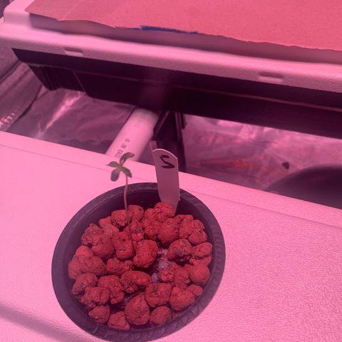 Strawberry cough #5 growlog timeline photo