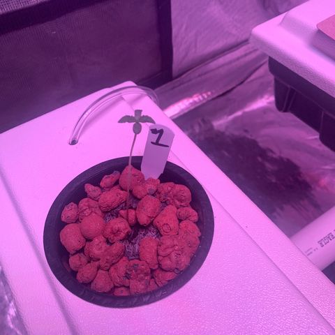 Strawberry Cough #1 growlog timeline photo