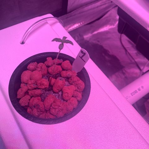 Strawberry Cough #1 growlog timeline photo