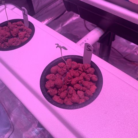 Strawberry cough #5 growlog timeline photo