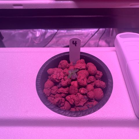 Strawberry cough #4 growlog timeline photo