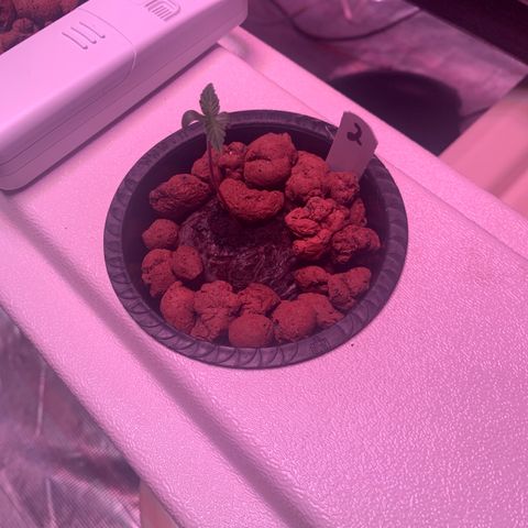 Strawberry Cough #2 growlog timeline photo